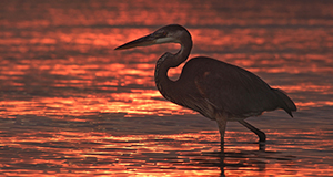 A photo of a great blue heron wading at either sunrise or sunset.