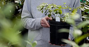 A woman holds a potted blueberry plant covered in blueberry flowers.