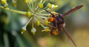 A close-up of a yellow-legged hornet clinging to a spikey, yellow-green flower.