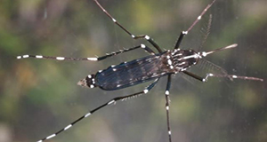 Extreme close-up photo of an adult female Asian tiger mosquito, Aedes albopictus revealing its bright white stripes and feathery antennae. Photo by James Newman, UF/IFAS.