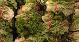 close up photo of romaine lettuce arranged for sale.
