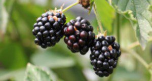 a close up photo of blackberry fruit on a blackberry bramble