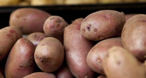 Red potatoes. Vegetables, food, nutrition. UF/IFAS Photo by Tyler Jones