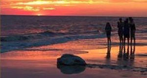 A sea turtle on a beach at sunrise (or sunset if this is the Gulf coast) observed by four people standing at a distance, though not a 50-yard distance.  Maybe they mixed up feet and yards.