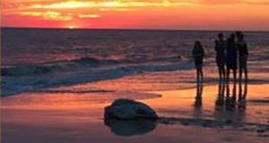 a photo of an adult sea turtle moving towards the ocean at sunset with people silhouetted in the background