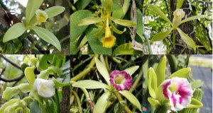 Flowers of V. planifolia (top left), V. pompona (top center), V. phaeantha (top right), V. mexicana (bottom left), V dilloniana (bottom center), and V. barbellata (bottom right) growing in southern Florida.