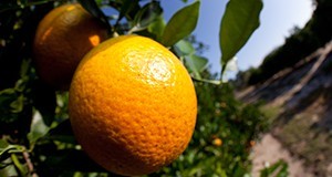 A close-up of an orange with an orange grove in the background.