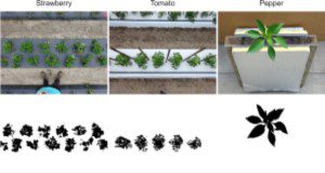 Overhead canopy images of various crops converted to binary images using ImageJ for canopy cover measurements.