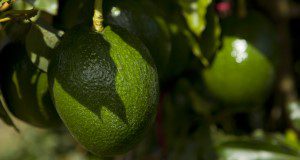 A close up photo of avocado fruit on the tree.