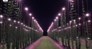 The UF/IFAS GCREC research hop yard in Balm, FL at night. Credits: Shinsuke Agehara, UF/IFAS