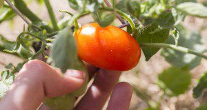 Photo of a hand on a small tomato growing on the vine.