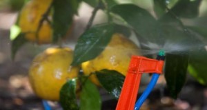 Microsprinkler irrigation on oranges.