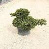 Eugenia pruned to resemble shape a duck.