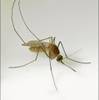 The Florida SLE mosquito Culex nigripalpus