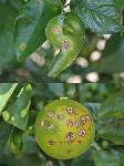 Necrotic canker lesions on grapefruit stems, leaves, and fruit.