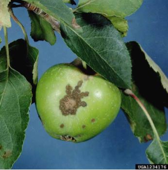 Apple scab on fruit caused by Venturia inaequalis