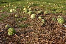 Watermelon plants killed by infection with SqVYV.