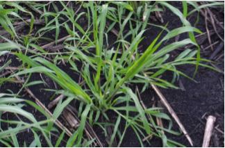 Fall panicum seedling in a sugarcane field.