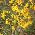 Flat-top goldenrod inflorescences that contains many disk and ray flowers.