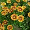 The vivid colors of gazania brightening the landscape.