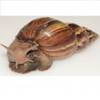 Image of a Giant African Snail.