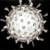 A Rotavirus particle.