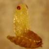 Early stage pupa of Opius dissitus Muesebeck, an endoparasite of Liriomyza leafminers.