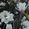 ‘Jon Jon’ magnolia flowers.