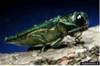 An adult emerald ash borer.