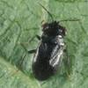 Adult Geocoris uliginosus (Say), a bigeyed bug.