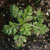 Lobed leaves of a basal rosette.