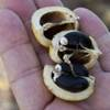 Jatropha curcas L. seeds open in the palm of someone's hand