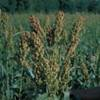 Sweet sorghum planted in Florida.