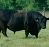 Large black bull.