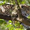 Jaguar on a branch