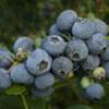 ‘Farthing’ blueberries.