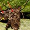 Adult European pepper moth, Duponchelia fovealis (Zeller), showing two identification features: yellowish-white transverse lines (red arrows) andpronounced “finger” (yellow arrow) that points towards the back edge of the wing.