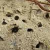 Nesting area of the miner bee, Anthophora abrupta Say, with at least three females visible.