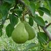 Pears growing on a tree branch.