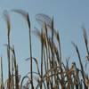 Phragmites.