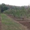 Weed-free strip under peach trees and grass strips between rows.