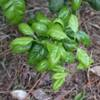 Boat-shaped leaves appearing on Satsuma mandarin infected with Satsuma dwarf virus.