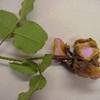 A rose showing the symptoms of botrytis blight