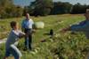 Farmers harvesting a watermelon.