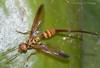 Adult female papaya fruit fly, Toxotrypana curvicauda Gerstaecker.