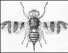 Adult female eastern cherry fruit fly, Rhagoletis cingulata (Loew).