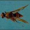 Adult male South American cucurbit fruit fly, Anastrepha grandis (Macquart).