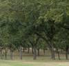 Pecan tree grove in North Florida.