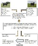 Diagram showing the effect of feed efficiency measured as Residual Feed Intake (RFI) on nutrient excretion by suckled Angus beef cows.