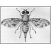 Adult female schoepfia fruit fly, Anastrepha interrupta Stone.
